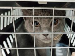 -乖乖乐动物医院(小汤山分院)