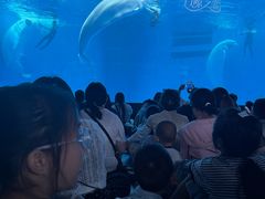 -海合安成都极地海洋公园