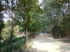 -白水寺森林公园