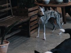 -自由生长植物工作室(深港花卉中心店)