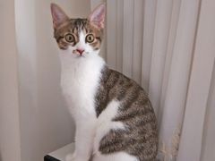 -御宝贝·A梦猫科宠物医院(国际猫友好医院)