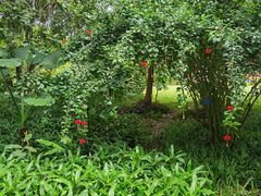 -中国科学院西双版纳热带植物园