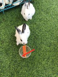 -萌宠亲子动物乐园(槐房万达店)