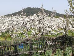 -树山生态村