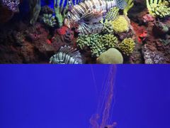 -上海海洋水族馆