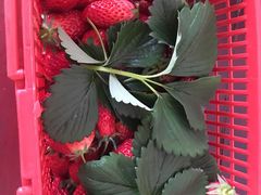 -南汇水蜜桃采摘(大团店)