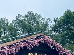 -金鸡湖桃花岛