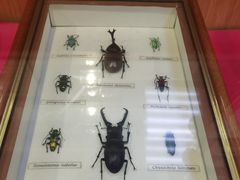 -上海大自然野生昆虫馆(东方明珠·爬宠昆虫探索中心)