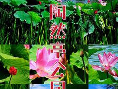 -陶然亭公园