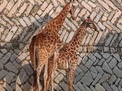 -泉州海丝野生动物世界