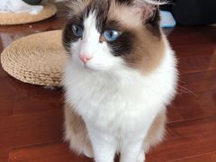 -Catmate·猫肥家润(金润铂宫店)