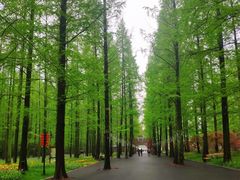 -东平国家森林公园