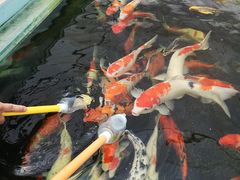 -菊园百果园
