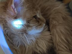 -宠爱国际动物医院·消化内科·心肾内科·ISFM猫友好(望京店)
