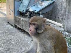 -苏州上方山国家森林公园