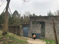 -都江堰中华大熊猫苑