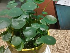 -新黑石礁酒楼·海鲜(黑石礁店)