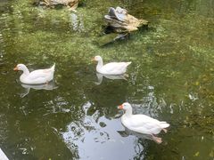 -国恩寺