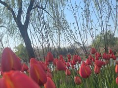 -石家庄市植物园