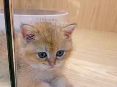 -屋虎猫馆(宝安大仟里店)
