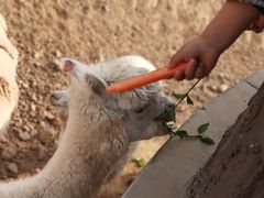 -石家庄市动物园