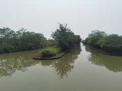 -大湾区中央湿地公园