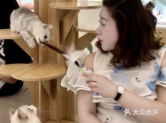 yummy酱推新｜发现外滩BFC最适合解压的撸猫馆