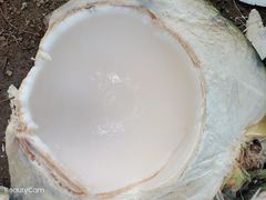 -文昌邓记清补凉(西沙路店)