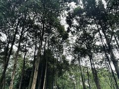 -桤木河湿地公园