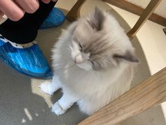 -藏猫猫咖啡主题馆(中央大道店)