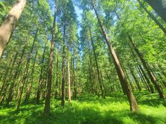 -黄海国家森林公园