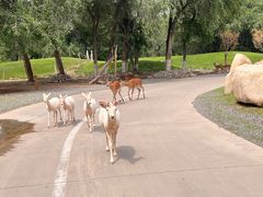 -北京野生动物园