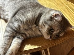 -猫咖时代(中山亭店)