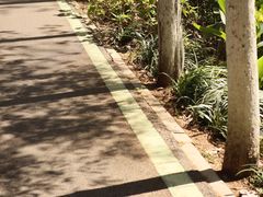 -合肥滨湖国家森林公园