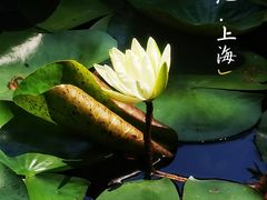 -上海醉白池公园