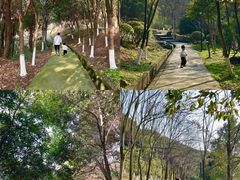 -铁山坪森林公园