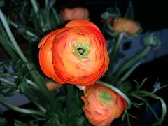 -河洛鱼庄(古城路店)