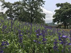 -广州市流溪河国家森林公园