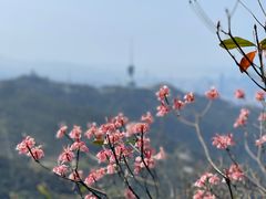 -梧桐山风景名胜区