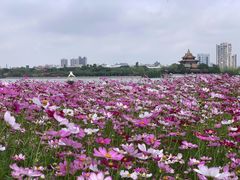-顺峰山公园