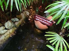 -卷心菜和避孕套餐厅(Pattaya)