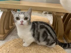 -飞行喵MR PILOT|猫舍·猫咖(静安大融城店)