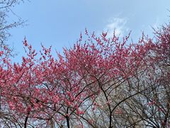 -杭州植物园