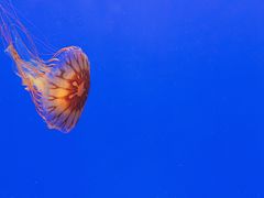 -上海海洋水族馆