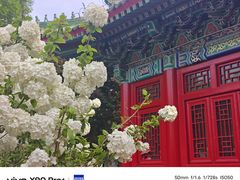 -曹州牡丹园