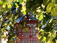 -佬麻雀·剁椒鱼头(京基KK One店)