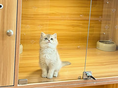 -猫十亿·布偶金渐层·曼基康矮脚猫舍(青年路店)
