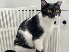 -关爱宠物医院·猫科中心·消化科(滨湖万达分院)