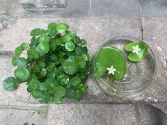 -月栖华明-云间草堂清茶馆(泗泾古镇店)