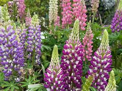 -东平国家森林公园